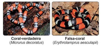 Fotos lado a lado da coral-verdadeira (Micrurus decoratus) e da falsa-coral (Erythrolamprus aesculapii), mostrando o padrão de cores quase idêntico entre as duas espécies